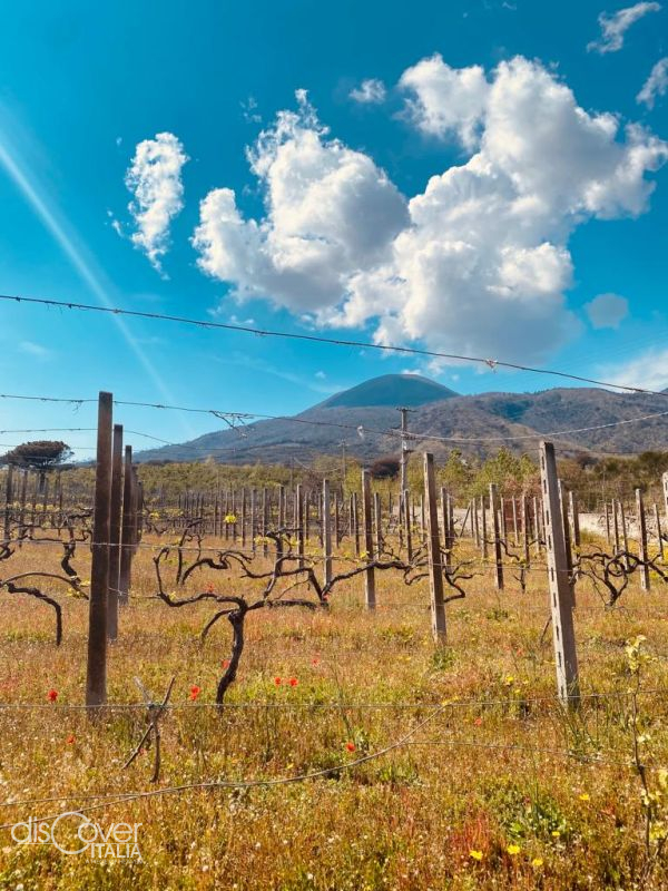 Vigneto Cantina Maranto